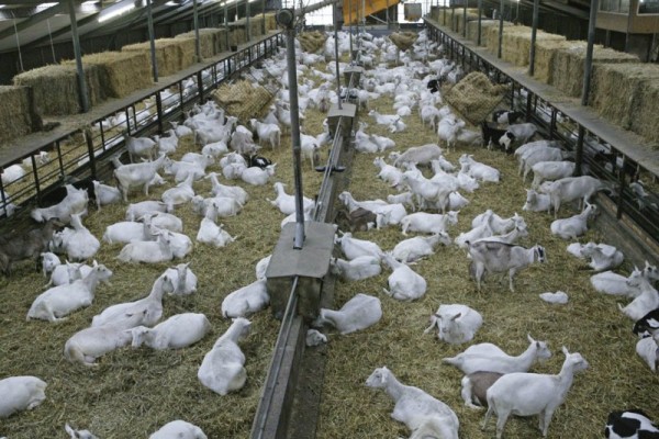 LIVE SAANEN GOATS - PAMPEANO ALIMENTOS SA