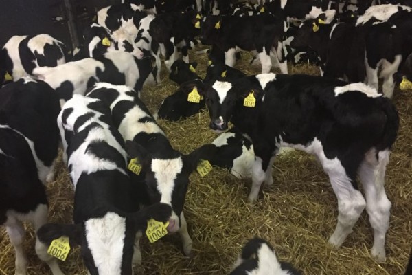WEANER CALVES - PAMPEANO ALIMENTOS SA